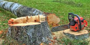 Trusted El Portal, FL Tree Removal Experts